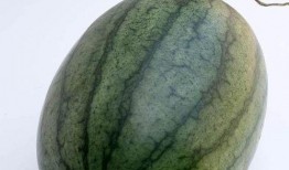 小度早上空腹吃瓜,小度早晨的清新选择