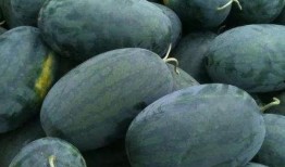 看瓜如何吃,看瓜吃瓜，解锁夏日消暑新姿势