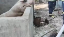 吃瓜真的不分物种,共享人间烟火气