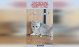 小猫吃瓜看人吵架,趣味观察下的社会百态