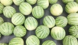 吃瓜群众的果子,果子背后的秘密与魅力