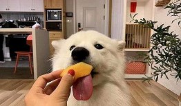 蜜瓜狗狗可以吃,探索狗狗健康饮食新选择