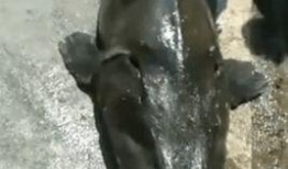 吃瓜大鱼打工人,打工人生的酸甜苦辣