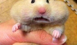 仓鼠吃瓜,仓鼠的美食探险之旅