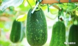 在窗户吃瓜,夏日悠然时光