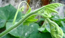 吃瓜的苗,吃瓜群众视角下的苗氏传奇