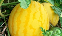 吃瓜海瓜,揭秘娱乐圈的甜蜜与苦涩