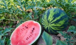 河南新吃瓜,探寻地方美食的独特魅力