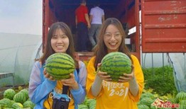 河南主播吃瓜,揭秘幕后故事与美食诱惑