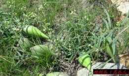 蒿瓜怎么吃,探索健康美味的蒿瓜烹饪技巧