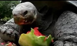 王八吃瓜图片,趣味横生的夏日瞬间