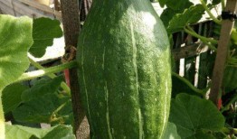 边吃边长的瓜,探寻美味与成长的奇妙之旅