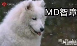 吃瓜太狼,网络红人的崛起与争议