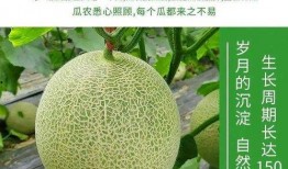 梦见偷到蜜瓜吃,偷吃蜜瓜的甜蜜诱惑