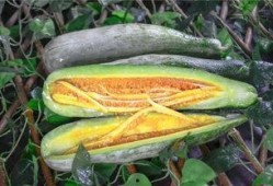 永州网红吃瓜,揭秘网络舆论背后的真相