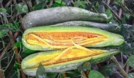 永州网红吃瓜,揭秘网络舆论背后的真相