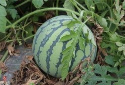 吃一半的瓜,揭秘吃一半瓜的奇妙世界