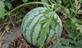 吃一半的瓜,揭秘吃一半瓜的奇妙世界