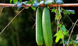 三孝吃瓜,瓜田里的孝道故事