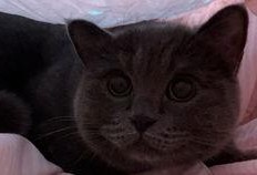 开心吃瓜小猫咪