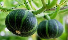 潮流博主吃瓜图片,揭秘娱乐圈最新瓜料！