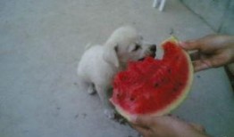 吃瓜的土狗,揭秘娱乐圈背后的真实故事