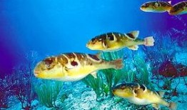 扬州瓜洲吃河豚,舌尖上的河豚盛宴