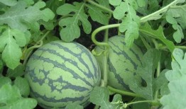 吃瓜圈吃瓜,吃瓜圈吃瓜，真相大揭秘