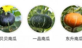 吃新的瓜,新鲜瓜果盛宴来袭！