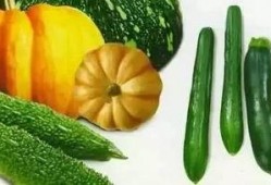 顾湘吃瓜,揭秘娱乐圈幕后故事