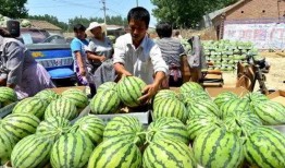 中企信吃瓜,一场吃瓜群众的狂欢盛宴