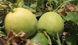 吃瓜群众甜瓜,揭秘瓜界甜蜜诱惑