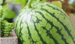 吃瓜现象研究,吃瓜群众背后的社会现象解析