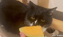 小猫 吃哈密瓜,小猫的哈密瓜美食之旅