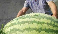 万年吃瓜王,揭秘娱乐圈幕后风云