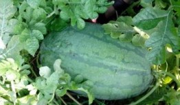 如何在qq吃瓜,轻松掌握热门话题，畅享网络娱乐盛宴