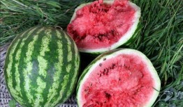 吃瓜最快的国家,全球吃瓜速度最快的国家揭秘