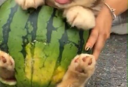 吃瓜二狗,揭秘娱乐圈背后的那些事儿