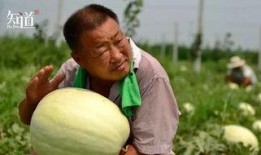 拍着吃的瓜是什么瓜,揭秘夏日消暑美食之西瓜传奇