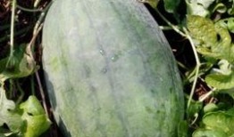 如何在qq吃瓜,轻松掌握热门话题，畅享网络娱乐盛宴