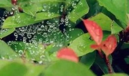 小暑吃仨瓜是,品味三瓜养生之道