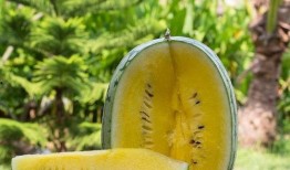 主流吃瓜,主流吃瓜群众热议最新热点事件