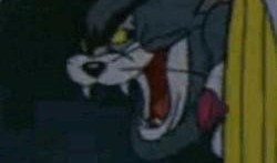 汤姆吃瓜表情,揭秘网络红人的魅力瞬间