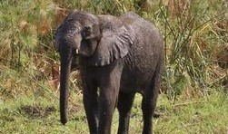 大象被困沼泽吃瓜,吃瓜解困，智慧求生记