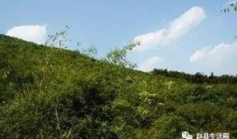 河北赵县吃瓜,探寻河北赵县特色吃瓜文化