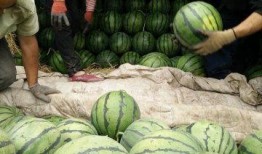 临邑最近吃瓜新闻,最新吃瓜新闻大盘点