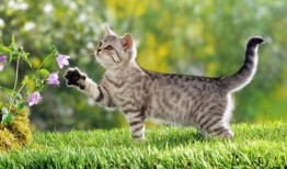 猫吃瓜网址,带你领略猫咪的“瓜界”生活