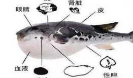 扬州瓜洲吃河豚,舌尖上的河豚盛宴