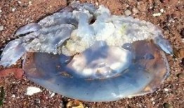 吃瓜事件水母,一场吃瓜引发的生态大事件