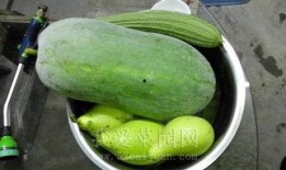 吃瓜我爱你下载